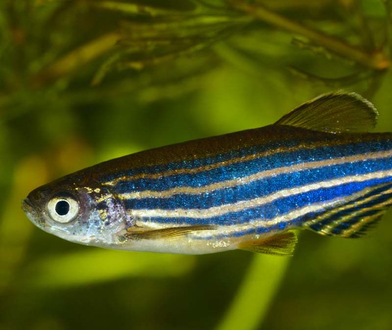 Zebrafish model for cardiac arrhythmia