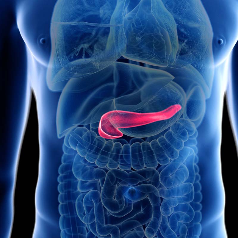 Computer graphic of pancreas within the human body