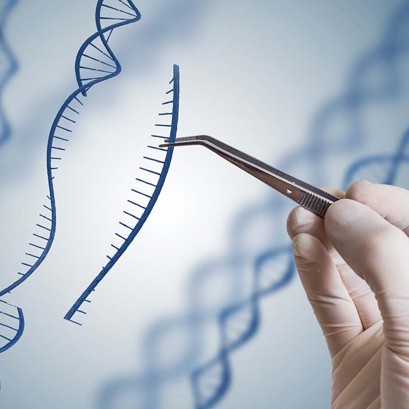 Graphic illustration of person pulling apart DNA strand with tweezers