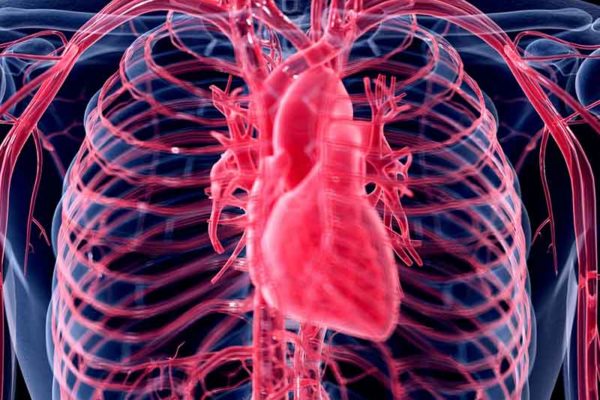 MyoLoop for cardiovascular research