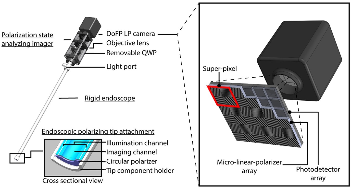 A breakdown of the construction of the SPE device. The modules that form the device are described in the text before this image. The endoscopic tip attachment contains an imaging channel surrounded by an illumination channel, surrounded by a circular polarizer and contained within a tip component holder. The DoFP LP camera is shown to consist of a micro-linear-polarizer array and a photodetector array