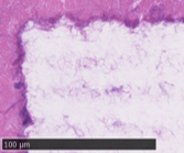 An image of tissue showing the effects of ablation using the standard laser used for mass spectrometry applications