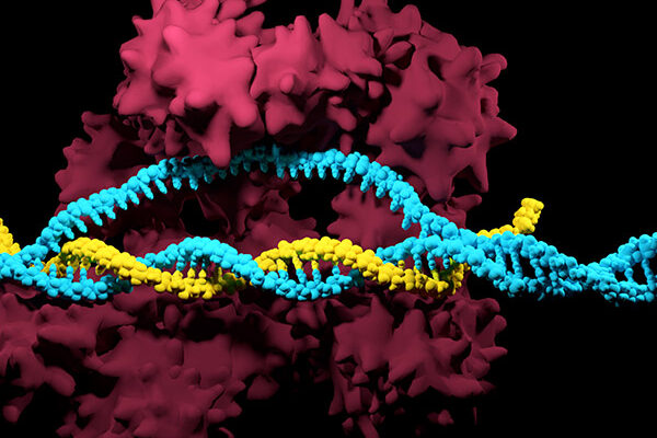 An Inducible, multiplexed CRISPR system