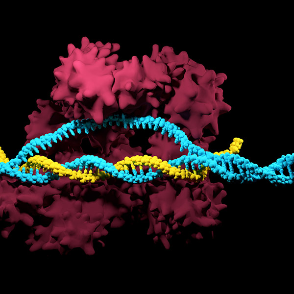 An Inducible, multiplexed CRISPR system