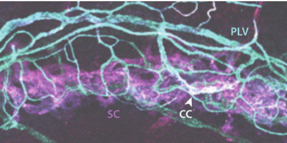 An image showing the distribution of eNOS in Schlemm's canal and perilimbal vasculature in a mouse eye
