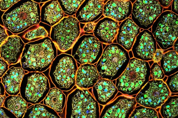Polypeptide “Warhead” Targeting MYC for Cancer Therapy