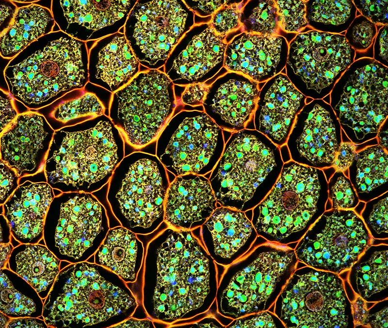 Polypeptide “Warhead” Targeting MYC for Cancer Therapy